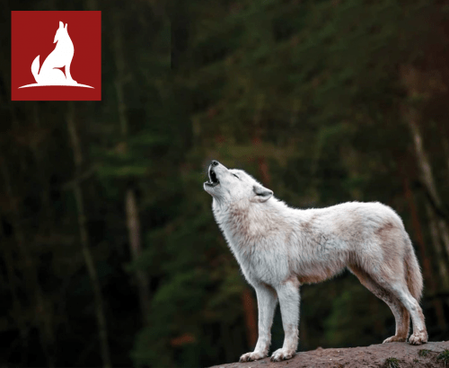 MDC - Web Design Toronto