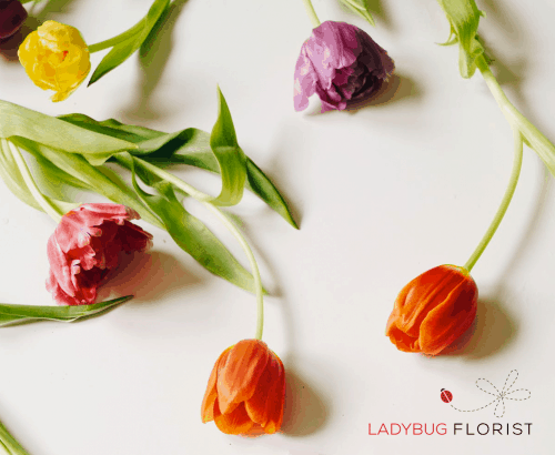LadyBug Florist - Ecommerce Web Design in Toronto